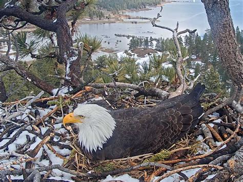 southwest eagle cam live|big bear valley eagle cam live.